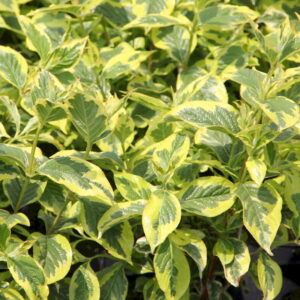 Weigela florida "Variegata"