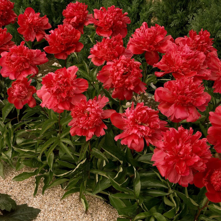 Paeonia lactiflora "Red Double"