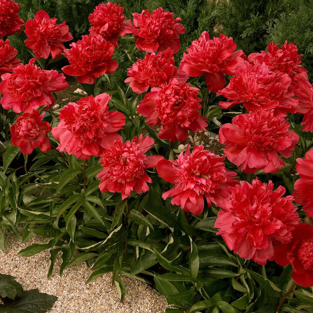 Paeonia lactiflora "Red Double"