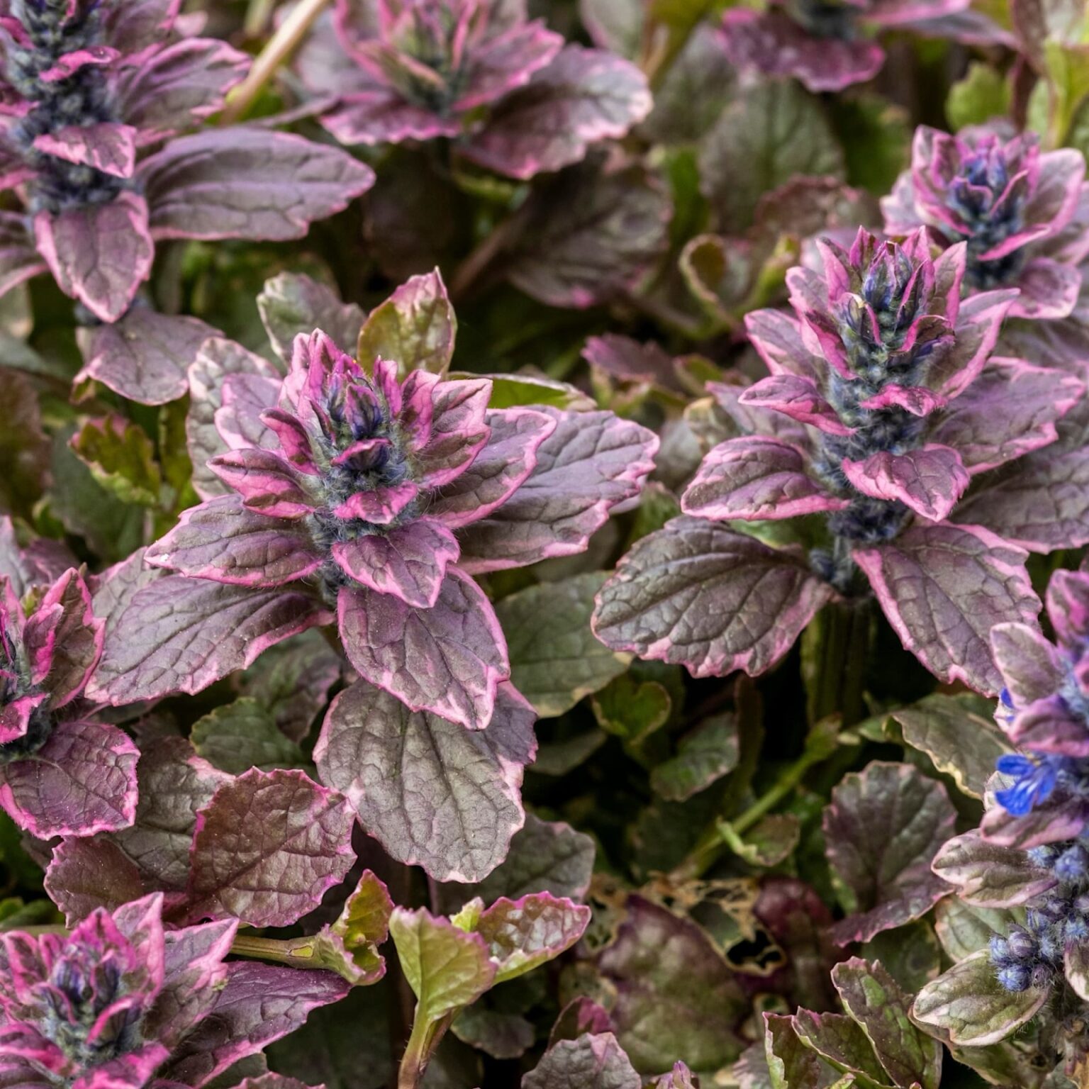 Ajuga reptans "Burgundy Glow"