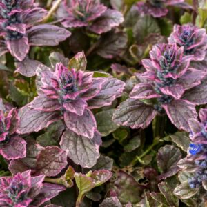 Ajuga reptans "Burgundy Glow"