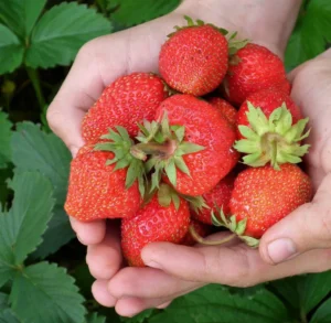 Fragaria ananassa "Sonata"