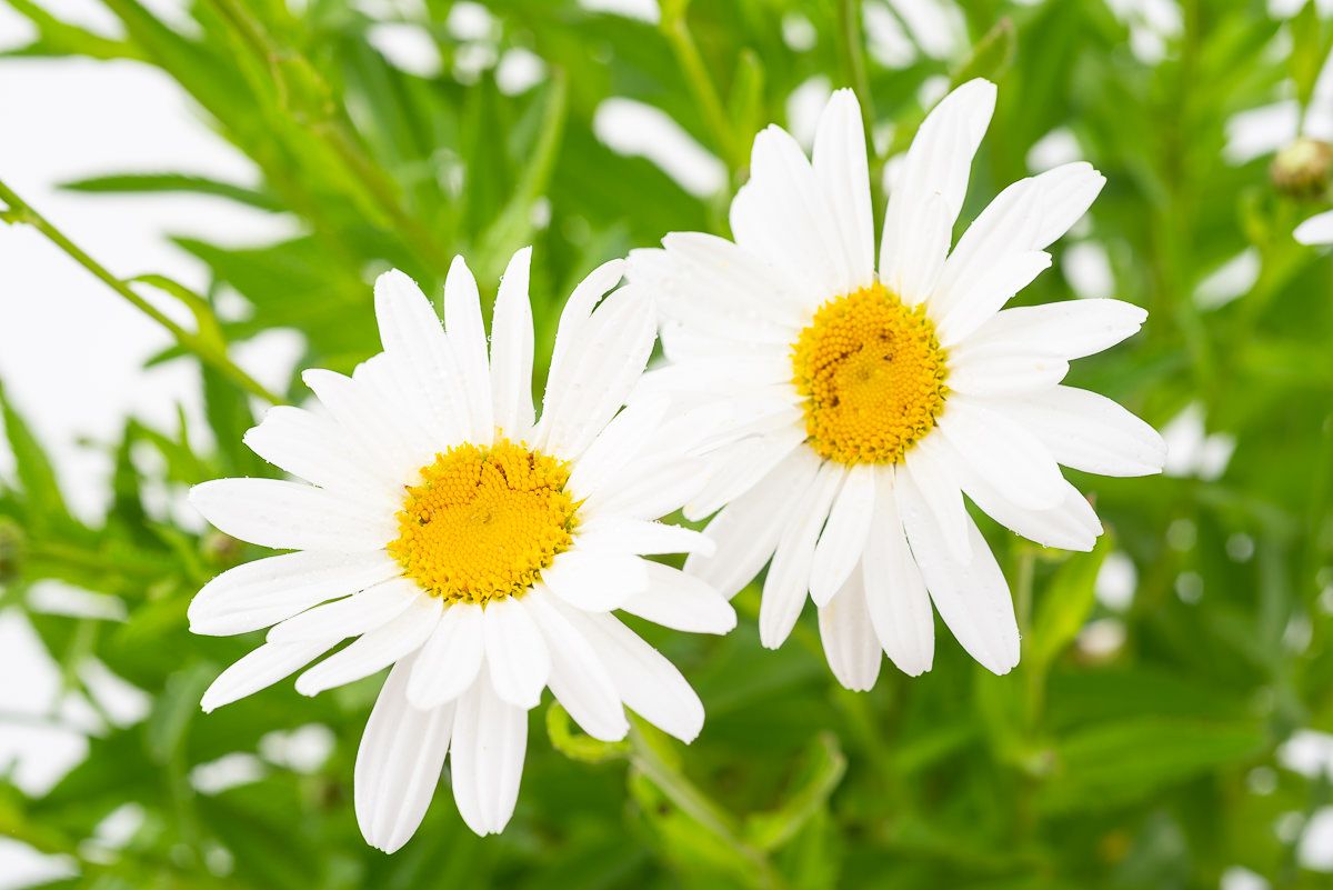 Leucanthemum maximum "Silver Princess"