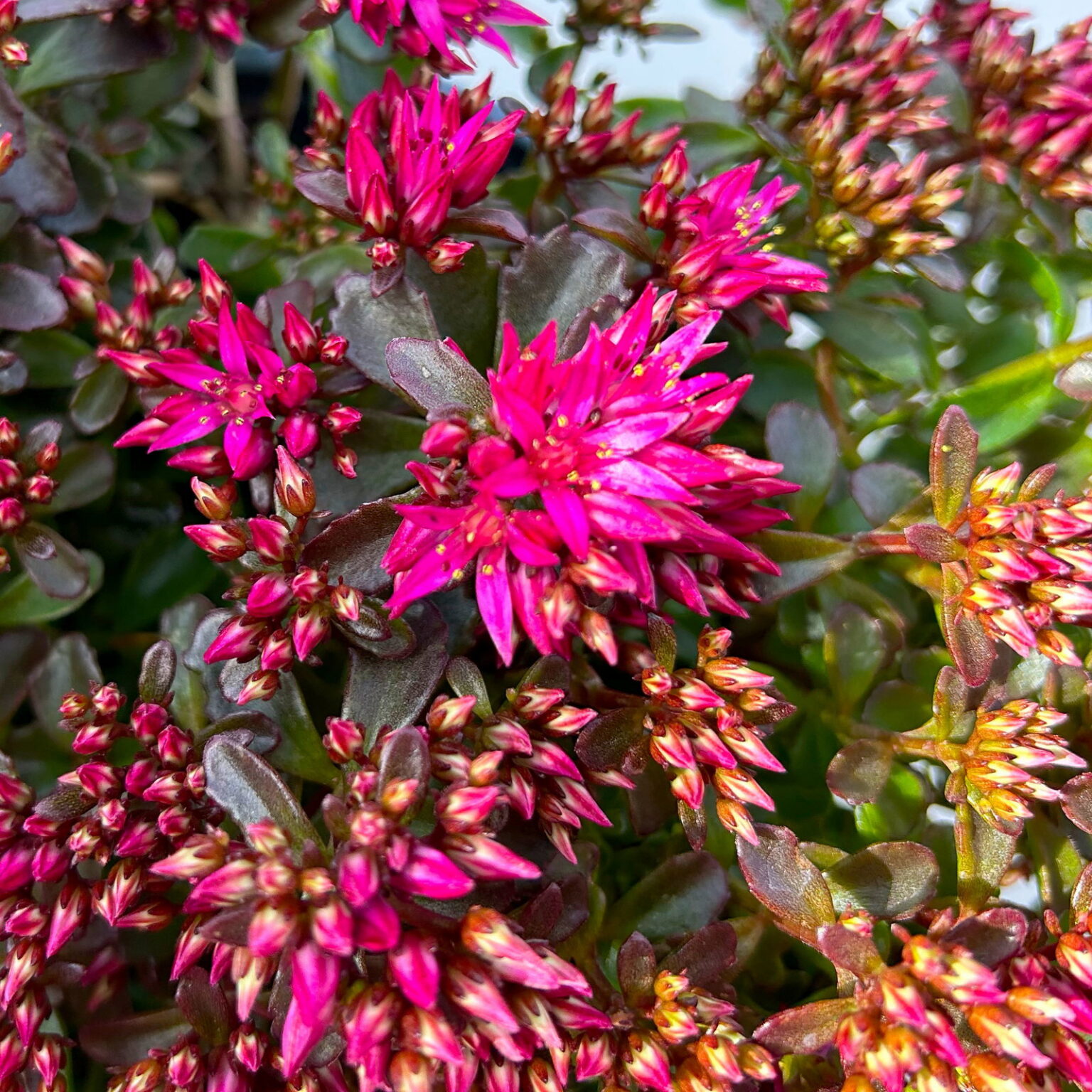 Caucasian stonecrop "Spot on Deep Rose", medium