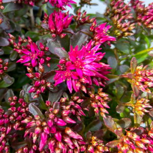 Sedum spurium "Spot on Deep Rose", keskikokoinen