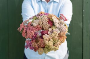Achillea millefolium "Pastel F2"