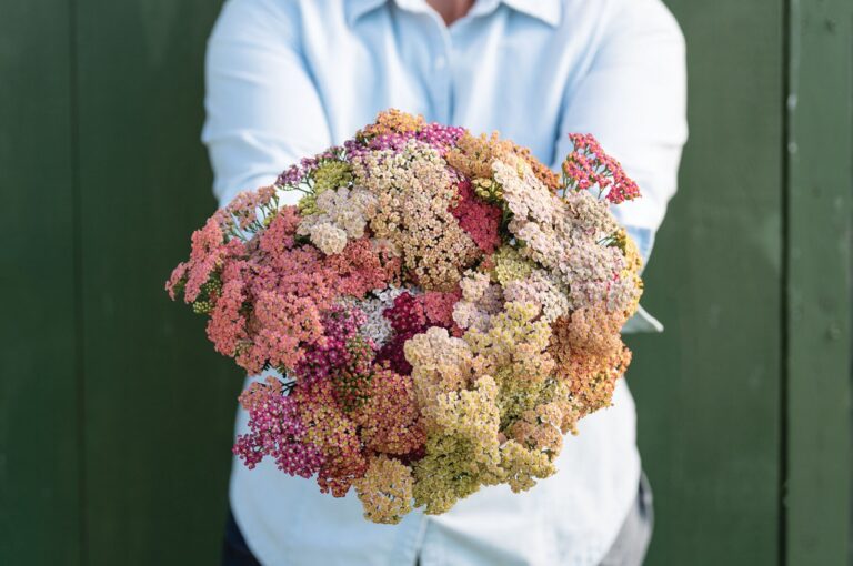 Yarrow Achillea millefolium "Pastel F2"