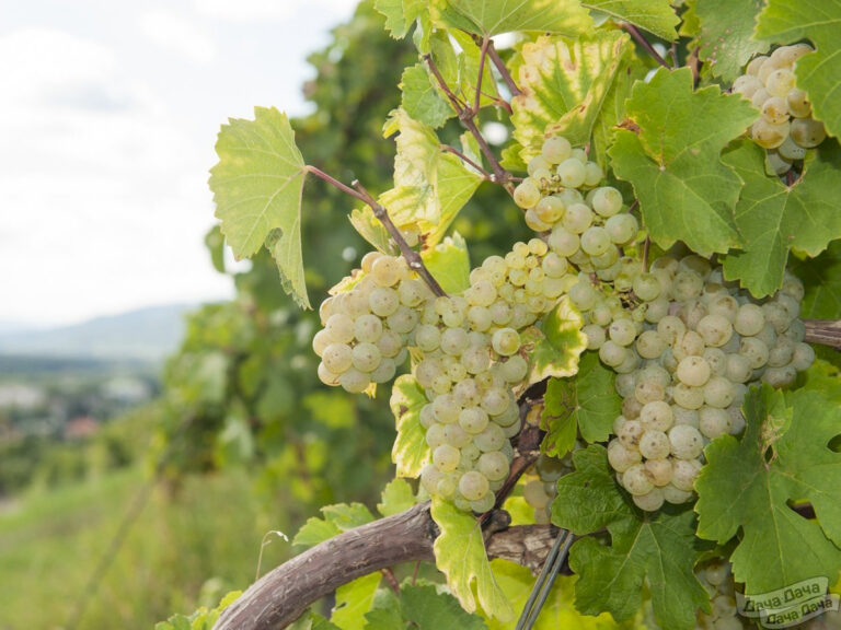 Vitis vinifera "Nežnõi"