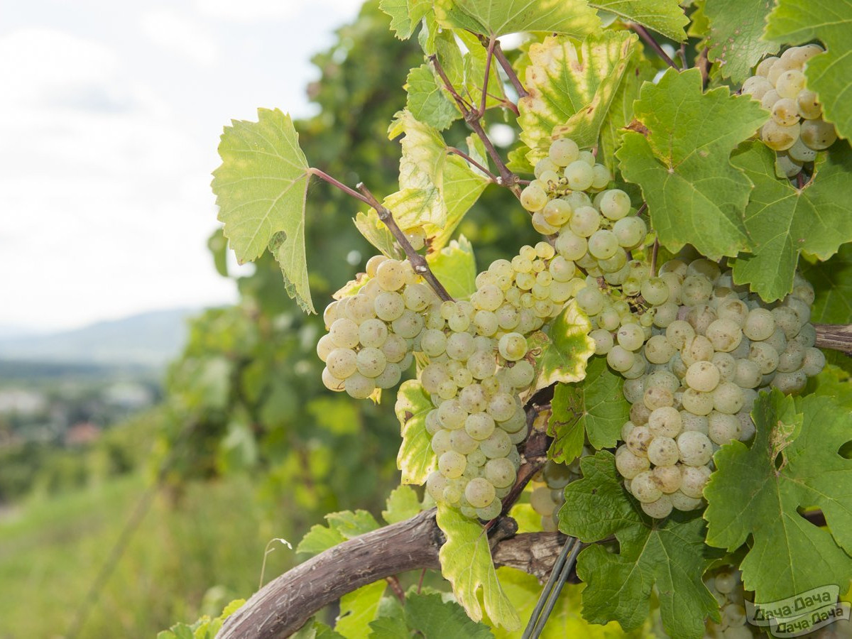 Vitis vinifera "Nežnõi"