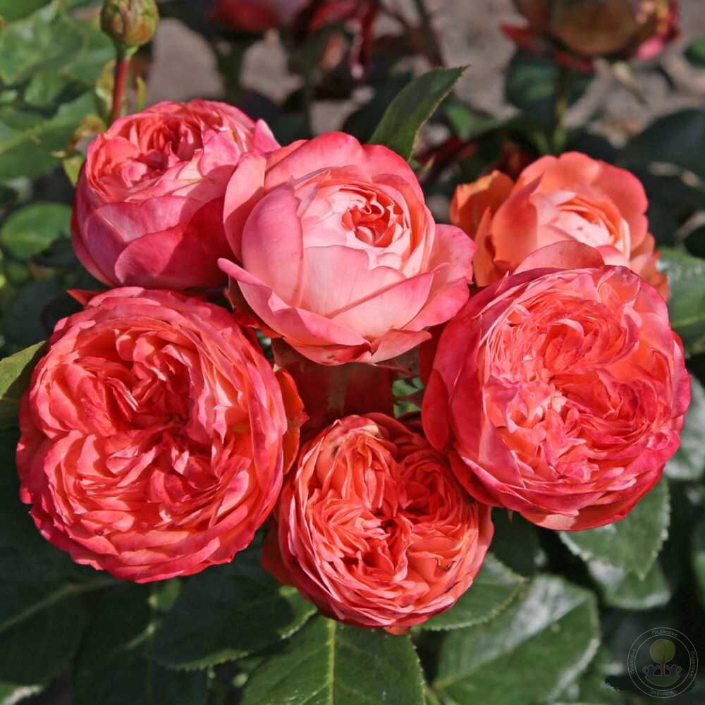 Rosa "Pompeji"