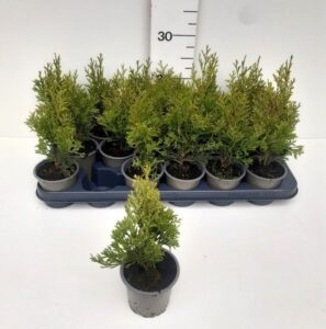 Thuja occidentalis (rietumu tūja), šķirne nav norādīta