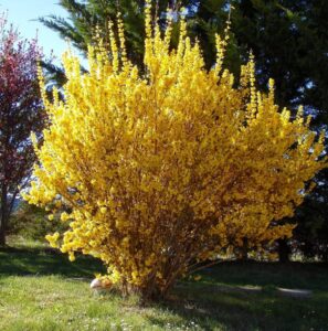 Forsythia × intermedia "Spectabilis"