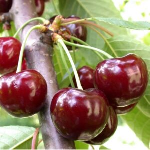Prunus avium "Valeri Chkalov"