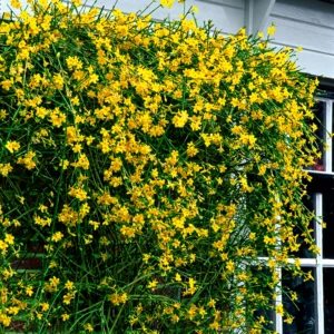 Jasminum nudiflorum