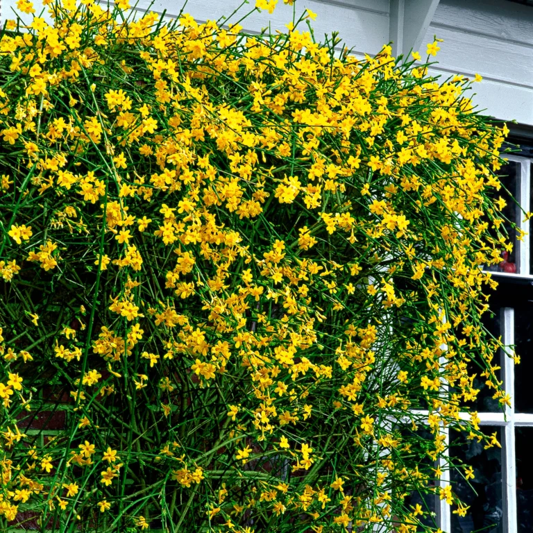 Жасмин голоцветковый (Jasminum nudiflorum)