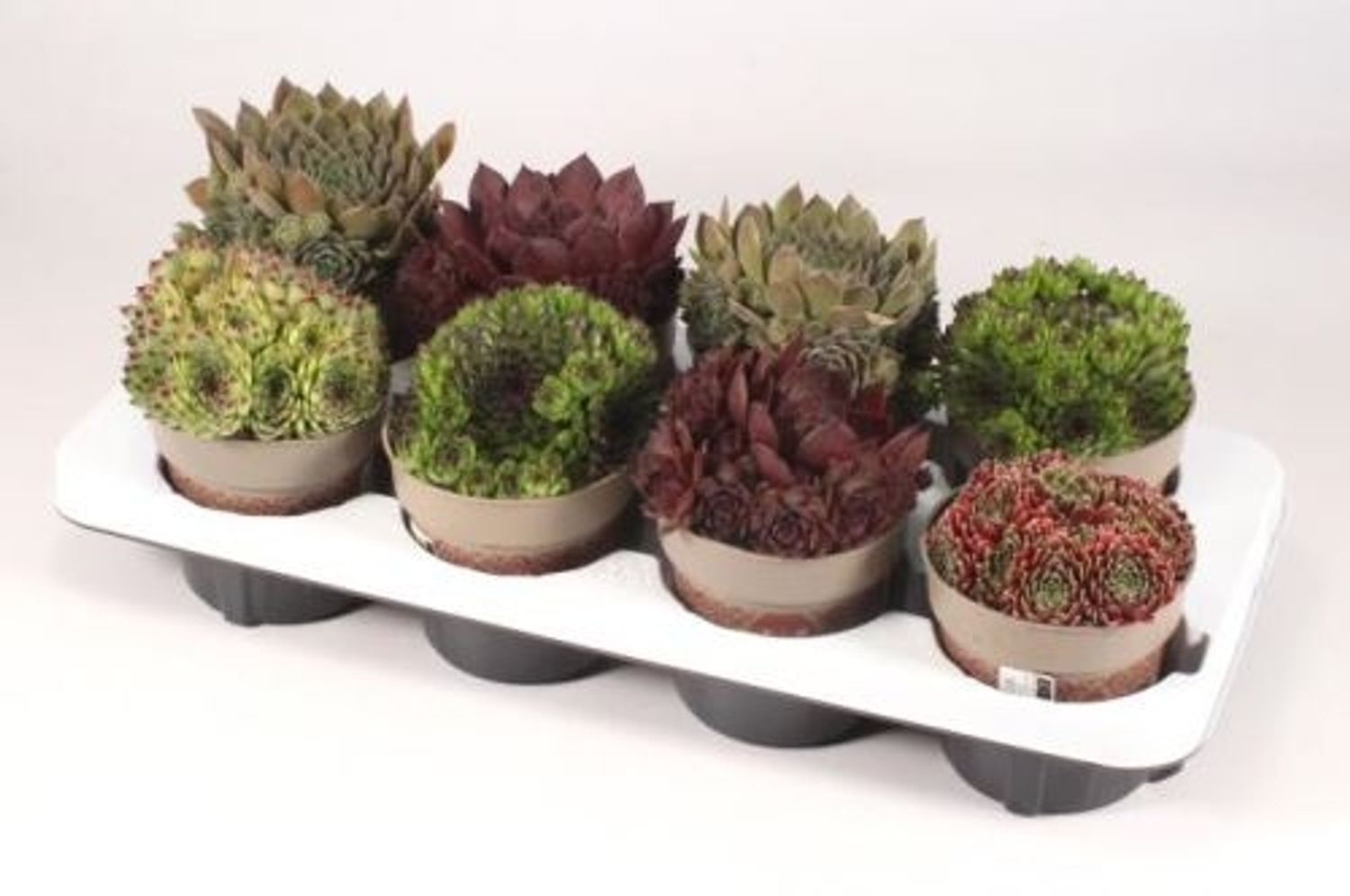 Sempervivum, veislė nenurodyta