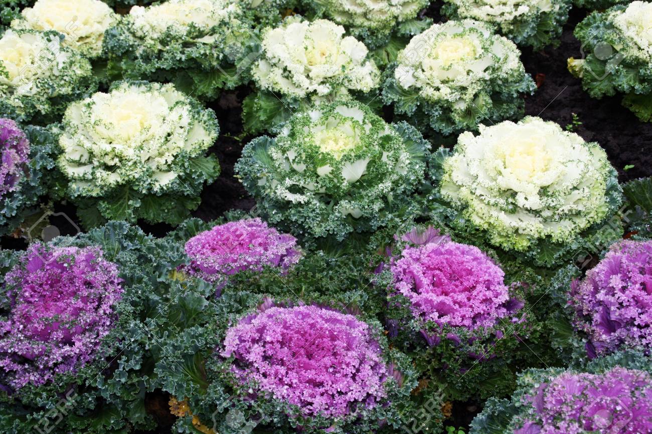 Dekoratyvinis kopūstas "Curled Leaved" KURZEMES SĒKLAS 0,3 g