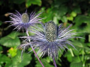 Eryngium alpinum