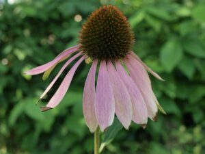 Echinacea purpurea Trapatka Nachova