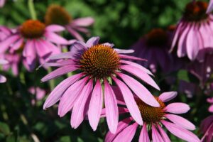 Echinacea purpurea Moench