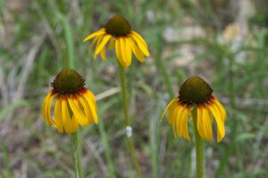 Echinacea purpurea "Paradoxa"