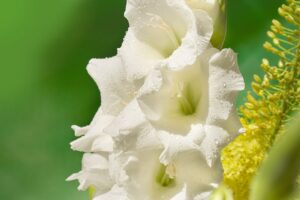 Gladiolus valge