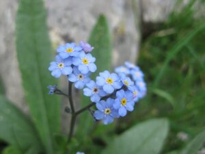 Myosotis alpestris P9