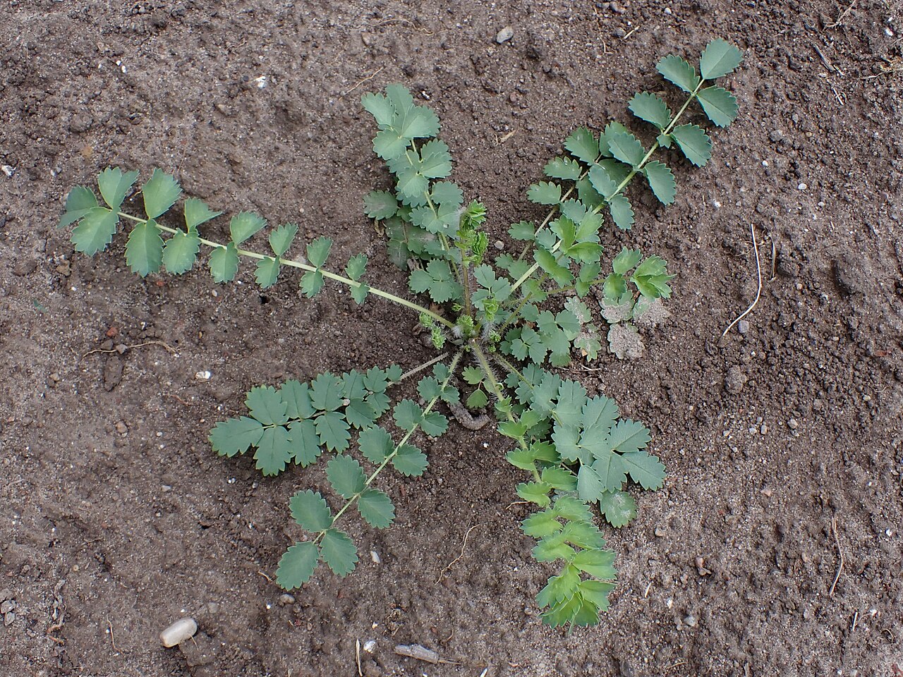 Pikkuluppio (Sanguisorba minor), 9 cm ruukku