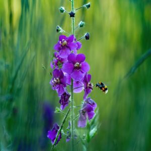 Verbascum phoeniceum Mixed