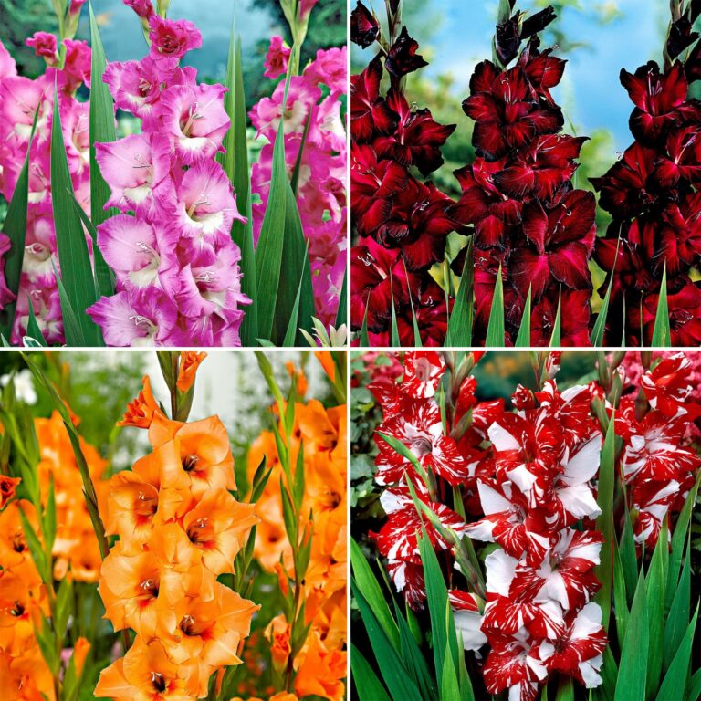 Gladiool (Gladiolus)