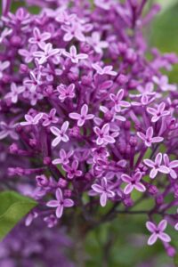 Syringa meyeri "Dark Purple"