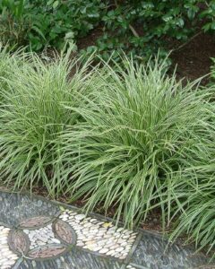 Carex morrowii "Variegata"