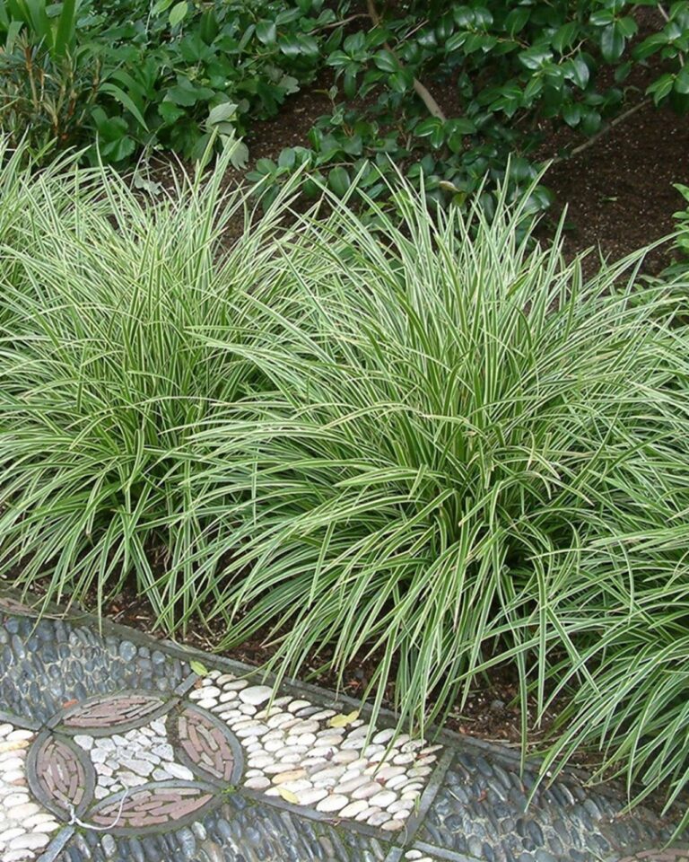 Carex morrowii "Variegata"