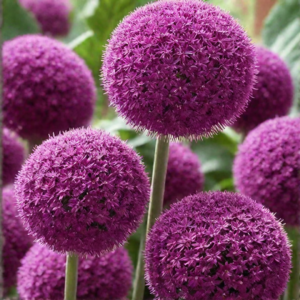 Allium Giganteum 20/+