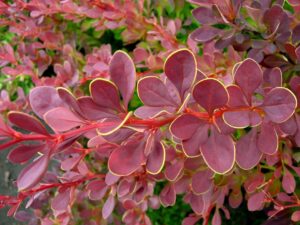 Berberis thunbergii "Golden Ring"