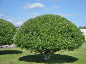 Salix fragilis "Bullata"