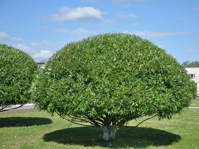 Salix fragilis "Bullata"