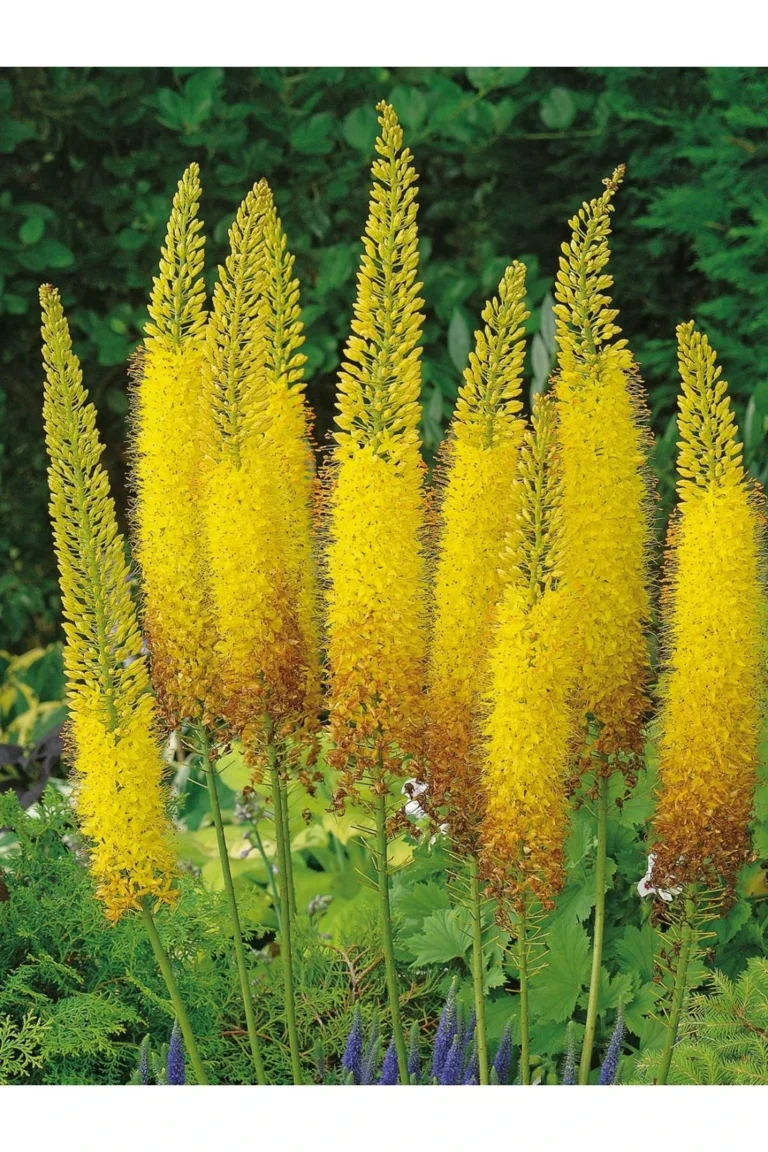 Eremurus stenophyllus Bungei