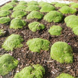Sagina subulata "Rucos"