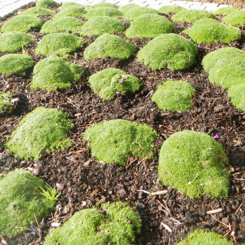 Sagina subulata "Rucos"