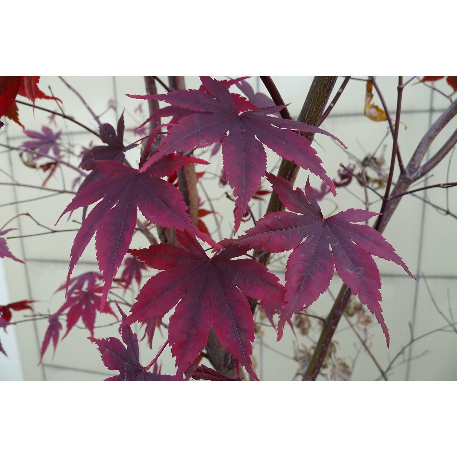 Acer pal. "Altropurpureum"