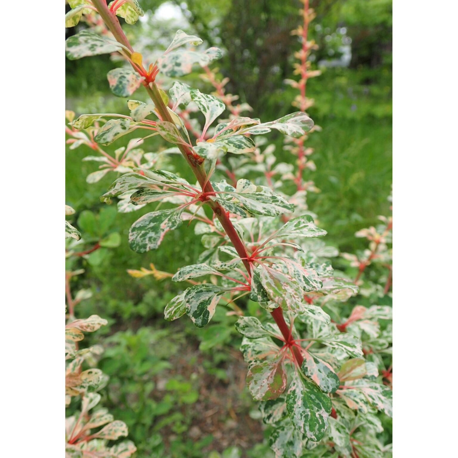 Berberis thunbergii "Joanna" 20 cm ruukku