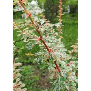 Berberis thunbergii "Joanna", 20 cm pot