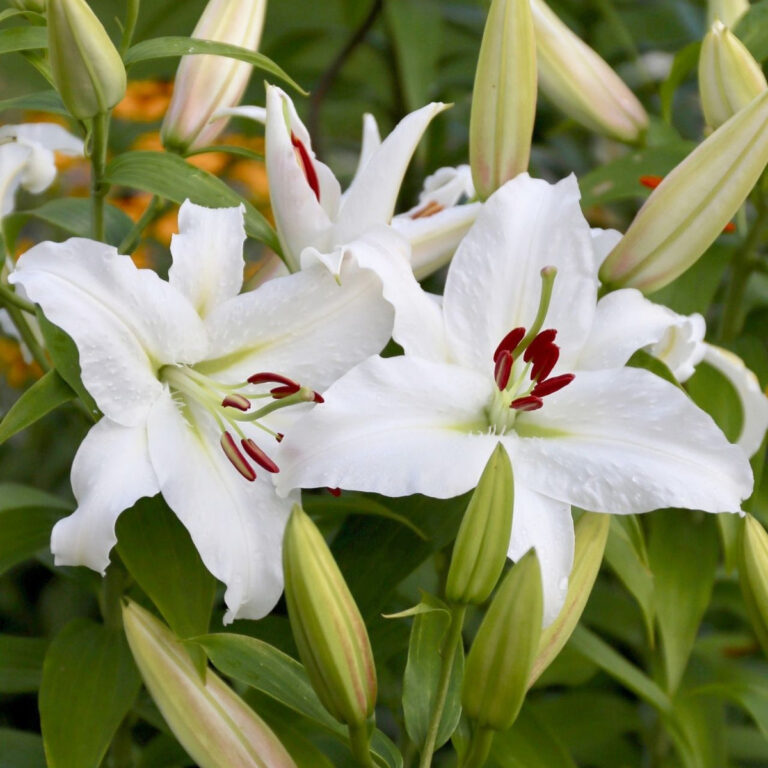 Lilium oriental "Casablanca"