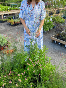 Sanguisorba "Arnhem"