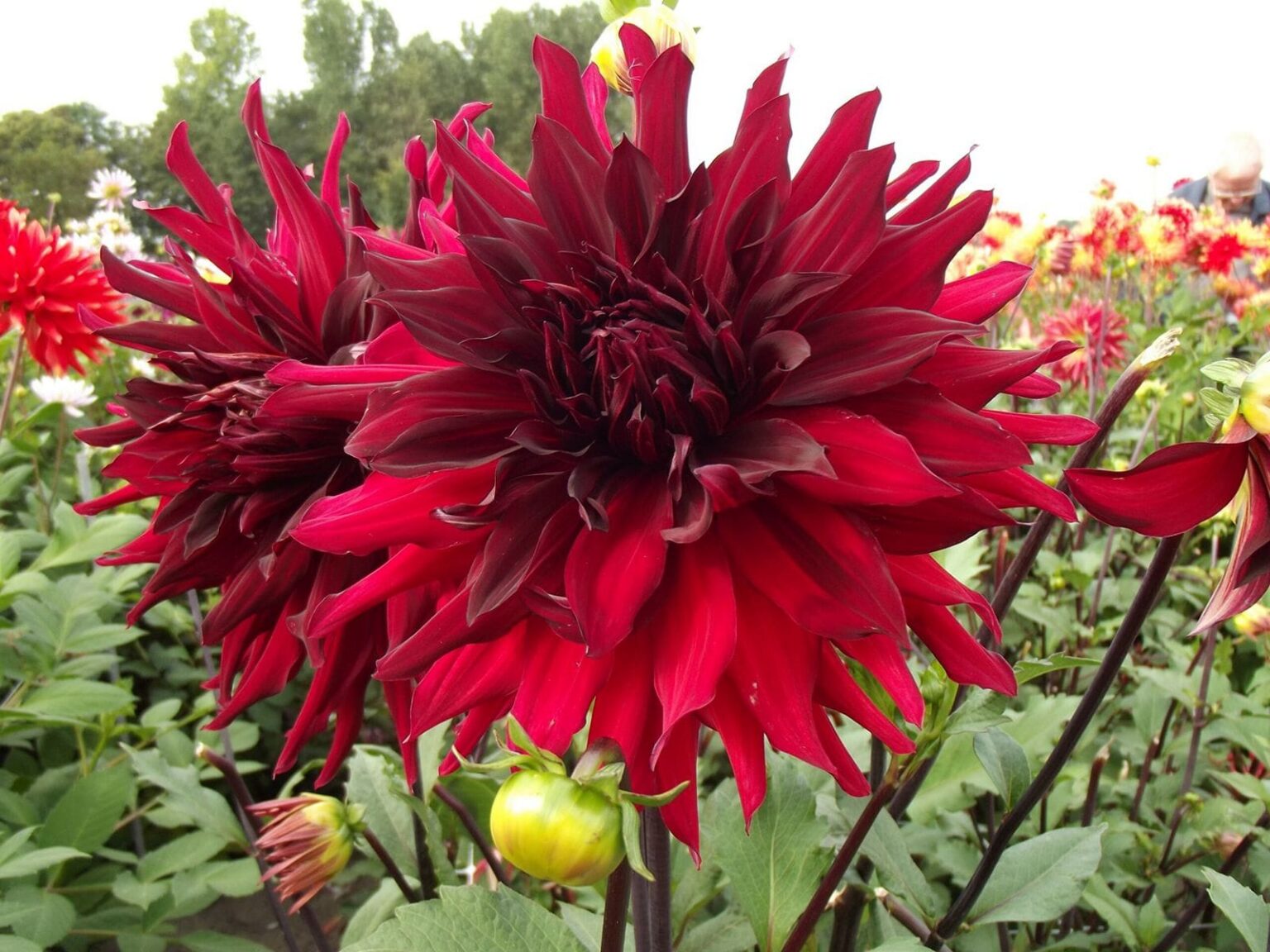 Dahlia hybrid "Brigitta Alida"