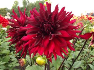 Dahlia hybrid "Brigitta Alida"