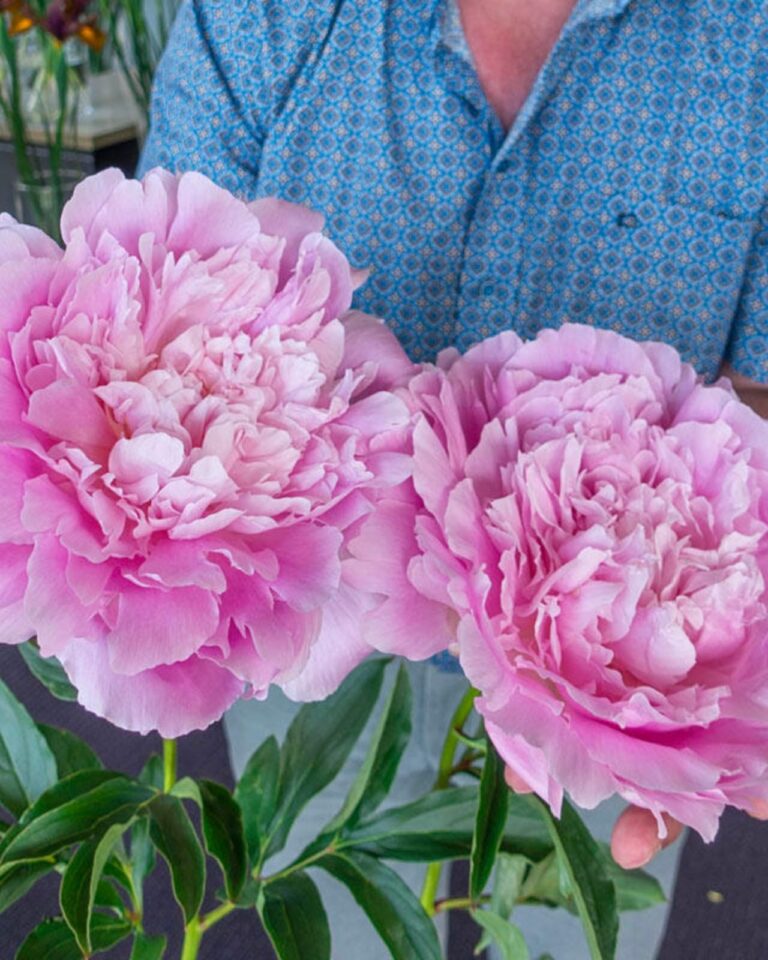 Paeonia lactiflora "Dinner Plate"