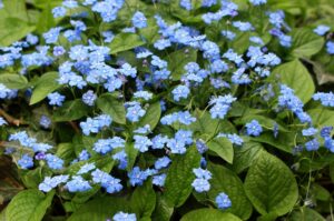 Omphalodes verna