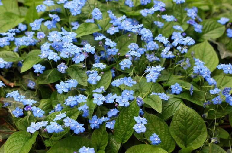 Omphalodes verna